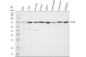 Western blot analysis of SIAE using anti-SIAE antibody (ABIN7600774).