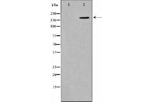 Western blot analysis on HepG2 cell lysate using Phospho-CD227/MUC1(Tyr1229) Antibody. (MUC1 抗体  (pTyr1229))