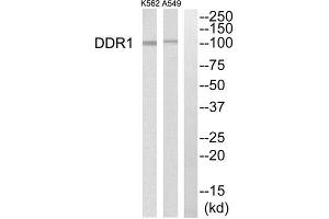 Western blot analysis of extracts from K562 cells and A549 cells, using DDR1 antibody. (DDR1 抗体  (Internal Region))