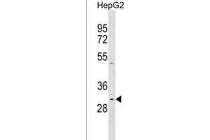 PRR23A Antibody (N-term) (ABIN1539181 and ABIN2850412) western blot analysis in HepG2 cell line lysates (35 μg/lane). (PRR23A 抗体  (N-Term))