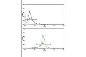 Flow cytometric analysis of HeLa cells using PAX6 antibody (bottom histogram) compared to a negative control (top histogram). (PAX6 抗体  (AA 183-210))