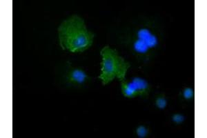 Anti-KRT19 mouse monoclonal antibody (ABIN2452318) immunofluorescent staining of COS7 cells transiently transfected by pCMV6-ENTRY KRT19 (RC209707). (Cytokeratin 19 抗体  (AA 240-390))