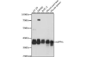 Western blot analysis of extracts of various cell lines, using LEFTY1 antibody (ABIN7268206) at 1:1000 dilution. (LEFTY1 抗体  (AA 77-366))