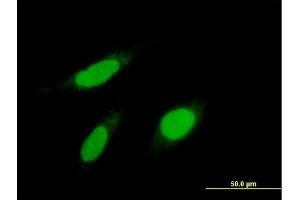 Immunofluorescence of purified MaxPab antibody to KPNA1 on HeLa cell. (KPNA1 抗体  (AA 1-538))