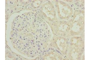 Immunohistochemistry of paraffin-embedded human kidney tissue using ABIN7162915 at dilution of 1:100 (Periostin 抗体  (AA 24-836))