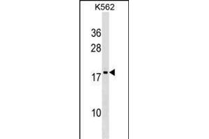 DR1 Antibody (Center) (ABIN1538651 and ABIN2849359) western blot analysis in K562 cell line lysates (35 μg/lane). (DR1 抗体  (AA 83-112))