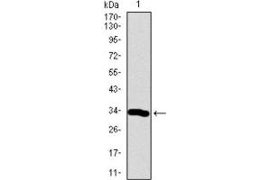 Western Blotting (WB) image for anti-Neuronal Differentiation 1 (NEUROD1) (AA 26-91) antibody (ABIN1846032) (NEUROD1 抗体  (AA 26-91))