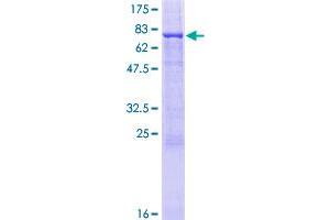 TAF1A Protein (AA 1-450) (GST tag)