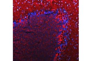 anti-GABA Transporter 1 (GAT1) (AA 23-54), (N-Term) antibody
