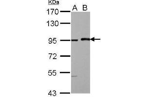 WB Image Sample (30 ug of whole cell lysate) A: HeLa B: HeLa nucleus 7. (MAML1 抗体  (N-Term))