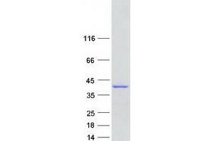 Validation with Western Blot