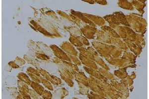 Immunohistochemistry (IHC) image for anti-Peptidylprolyl Isomerase F (PPIF) (Internal Region) antibody (ABIN6258097)