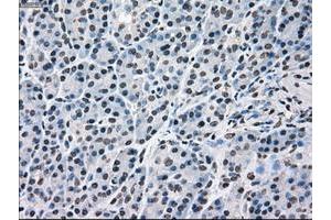 Image no. 3 for anti-Mitogen-Activated Protein Kinase 1 (MAPK1) antibody (ABIN1499291)