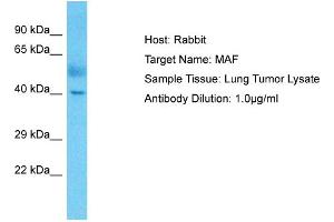 Host: Rabbit Target Name: MAF Sample Type: Lung Tumor lysates Antibody Dilution: 1. (MAF 抗体  (C-Term))