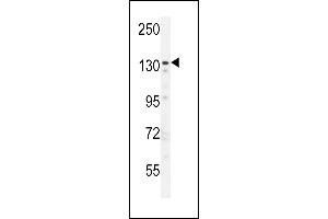 ZN Antibody (N-term) (ABIN654806 and ABIN2844480) western blot analysis in  cell line lysates (35 μg/lane). (ZNF536 抗体  (N-Term))