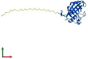 Protein Structure (PS) image for Peptidylprolyl Isomerase C (Cyclophilin C) (PPIC) (AA 1-212) protein (His tag) (ABIN7563086)