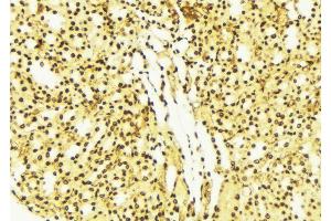 ABIN6274256 at 1/100 staining Mouse liver tissue by IHC-P. (FRK 抗体  (Internal Region))