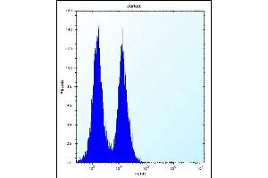 ICOS Antibody (C-term) (ABIN390089 and ABIN2840606) flow cytometric analysis of Jurkat cells (right histogram) compared to a negative control cell (left histogram). (ICOS 抗体  (C-Term))