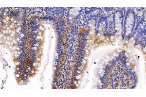Detection of CYP1A1 in Rat Colon Tissue using Polyclonal Antibody to Cytochrome P450 1A1 (CYP1A1) (CYP1A1 抗体  (AA 251-521))