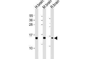 All lanes : Anti-NRGN Antibody (C-term) at 1:2000 dilution Lane 1: human brain lysates Lane 2: mouse brain lysates Lane 3: rat brain lysates Lysates/proteins at 20 μg per lane. (Neurogranin 抗体  (C-Term))