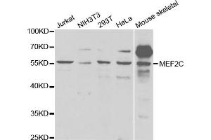 Western blot analysis of extracts of various cell lines, using MEF2C antibody. (MEF2C 抗体)