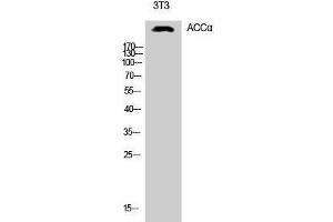 Western Blotting (WB) image for anti-Acetyl-CoA Carboxylase alpha (ACACA) (Ser1213) antibody (ABIN3183141) (Acetyl-CoA Carboxylase alpha 抗体  (Ser1213))