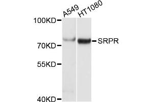 Western blot analysis of extracts of various cell lines, using SRPR antibody. (SRPR 抗体)