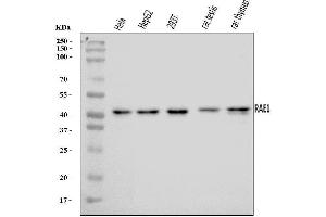 Western blot analysis of RAE1 using anti-RAE1 antibody (ABIN7602428).