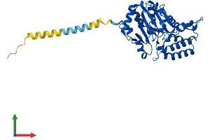 AlphaFold protein structure predicition of Human Recombinant NT5C3A Protein, UniprotID Q9H0P0