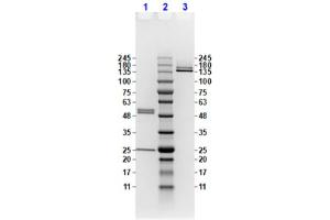 Coomassie stained SDS-PAGE results using Anti-Feimin pT112 (Mouse) Monoclonal Antibody (clone ​​20B12. (Feimin (pThr112) 抗体)