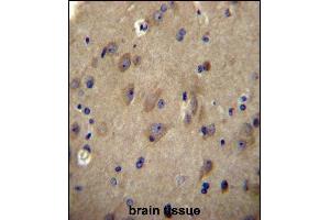 CNRP1 Antibody (Center) (ABIN656608 and ABIN2845865) immunohistochemistry analysis in formalin fixed and paraffin embedded human brain tissue followed by peroxidase conjugation of the secondary antibody and DAB staining. (Cnrip1 抗体  (AA 76-104))