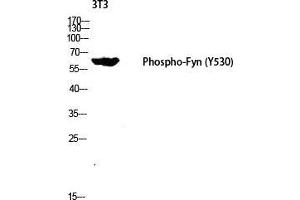 Western Blot (WB) analysis of 3T3 lysis using Phospho-Fyn (Y530) antibody. (FYN 抗体  (pTyr530))
