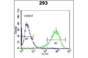 Flow cytometric analysis of 293 cells (right histogram) compared to a negative control cell (left histogram). (ITPKB 抗体  (N-Term))