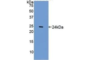 Detection of Recombinant SPRY1, Mouse using Polyclonal Antibody to Sprouty Homolog 1 (SPRY1) (SPRY1 抗体  (AA 112-303))