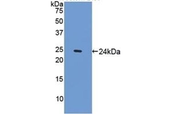 SPRY1 Antikörper  (AA 112-303)