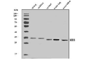 Western blot analysis of Superoxide Dismutase 3/EC-SOD/Sod3 using anti-Superoxide Dismutase 3/EC-SOD/Sod3 antibody (ABIN7601114).