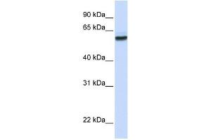 NUP62 antibody used at 1 ug/ml to detect target protein. (NUP62 抗体  (N-Term))
