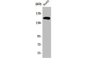 Western Blot analysis of HepG2 cells using Phospho-PLC γ2 (Y753) Polyclonal Antibody (Phospholipase C gamma 2 抗体  (pTyr753))