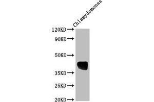 Western Blot Positive WB detected in: Chlamydomonas tissue All lanes: AOX1 antibody at 1:2000 Secondary Goat polyclonal to rabbit IgG at 1/50000 dilution Predicted band size: 39 kDa Observed band size: 39 kDa (AOX1 抗体  (AA 202-217))