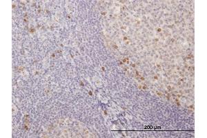 Immunoperoxidase of purified MaxPab antibody to IGKC on formalin-fixed paraffin-embedded human tonsil. (IGKC 抗体  (AA 1-234))