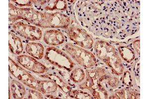 Immunohistochemistry of paraffin-embedded human kidney tissue using ABIN7160596 at dilution of 1:100 (Myosin 9 抗体  (AA 2-241))