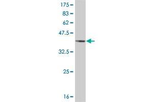Western Blotting (WB) image for anti-Mitogen-Activated Protein Kinase 14 (MAPK14) (AA 260-360) antibody (ABIN514653)
