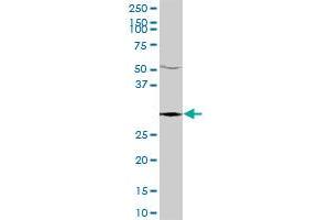 KIAA0103 MaxPab polyclonal antibody. (TTC35 抗体  (AA 1-297))