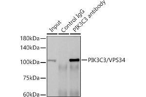 Immunoprecipitation analysis of 600 μg extracts of Rat brain cells using 3 μg PIK3C3/VPS34 antibody (ABIN7269328). (PIK3C3 抗体)