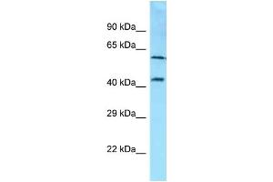 Western Blotting (WB) image for anti-Syndecan 3 (SDC3) (C-Term) antibody (ABIN2789426) (SDC3 抗体  (C-Term))