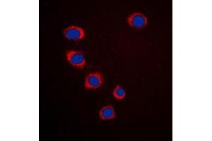 Immunofluorescent analysis of Ephrin A3 staining in HepG2 cells. (Ephrin A3 抗体  (C-Term))