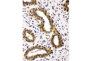 IHC analysis of ADH5 using anti-ADH5 antibody (ABIN4886429).