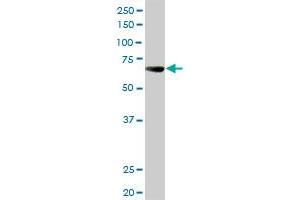 ALPPL2 MaxPab rabbit polyclonal antibody. (ALPPL2 抗体  (AA 1-532))