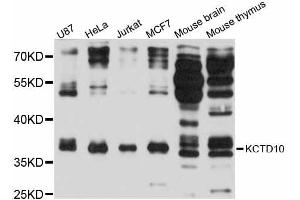 Western blot analysis of extracts of various cell lines, using KCTD10 antibody (ABIN5998052) at 1:3000 dilution. (KCTD10 抗体)