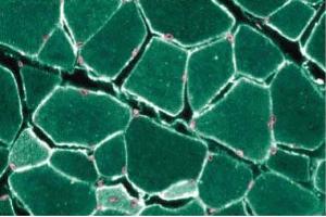Immunohistochemical staining of Rabbit Muscle with anti-Caveolin 3. (Caveolin 3 抗体  (AA 3-24))